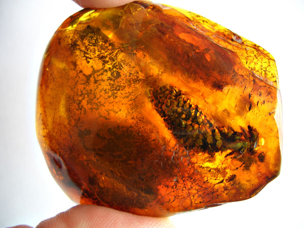 1%20Pinus%20succinifera%2c%20cone sm.jpg