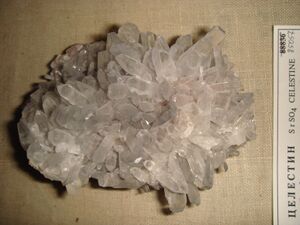 FMM 1 85057 celectine db.JPG