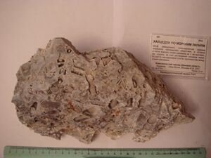 FMM 3 2613 db.JPG